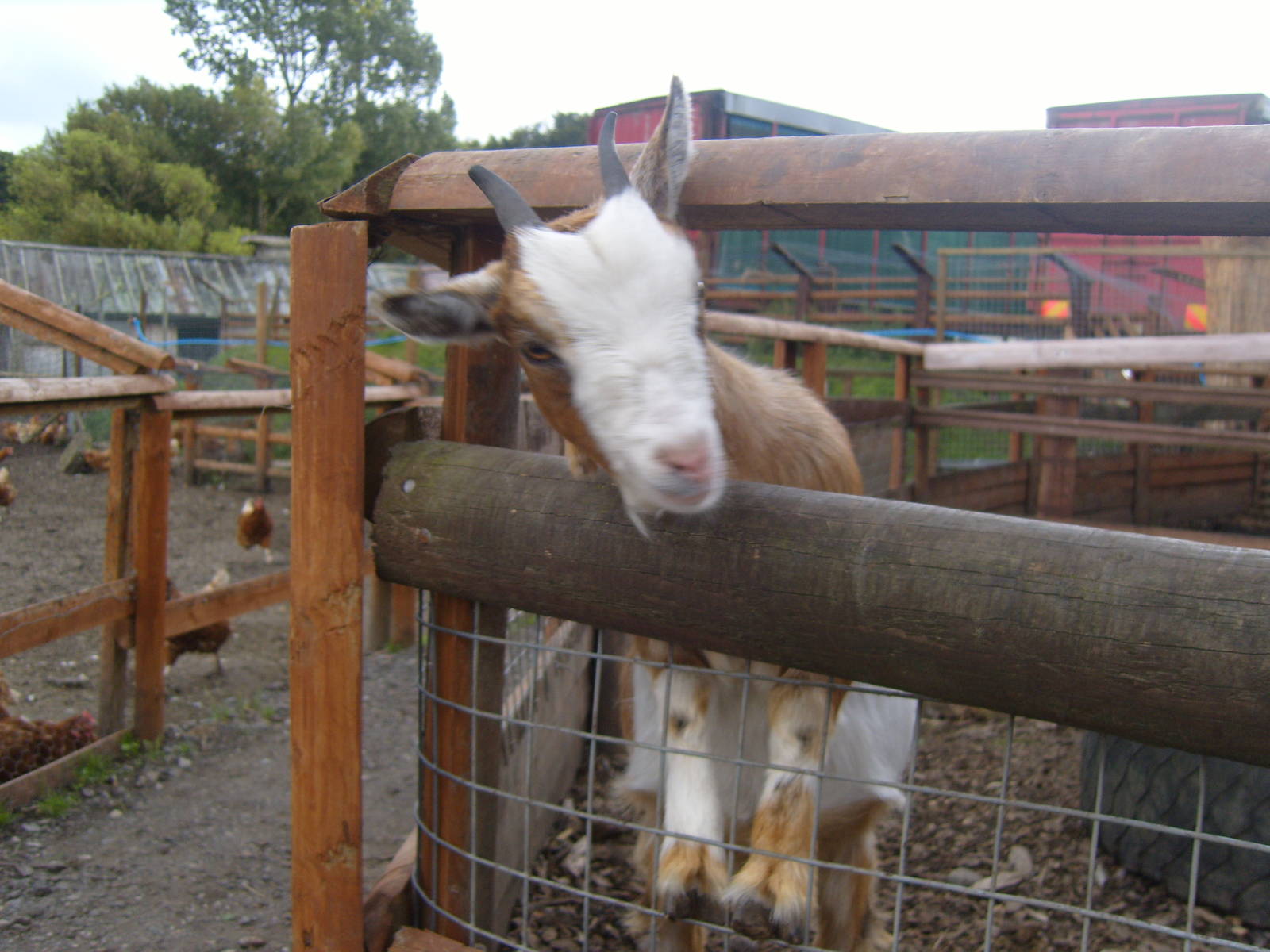 Pygmy Goat