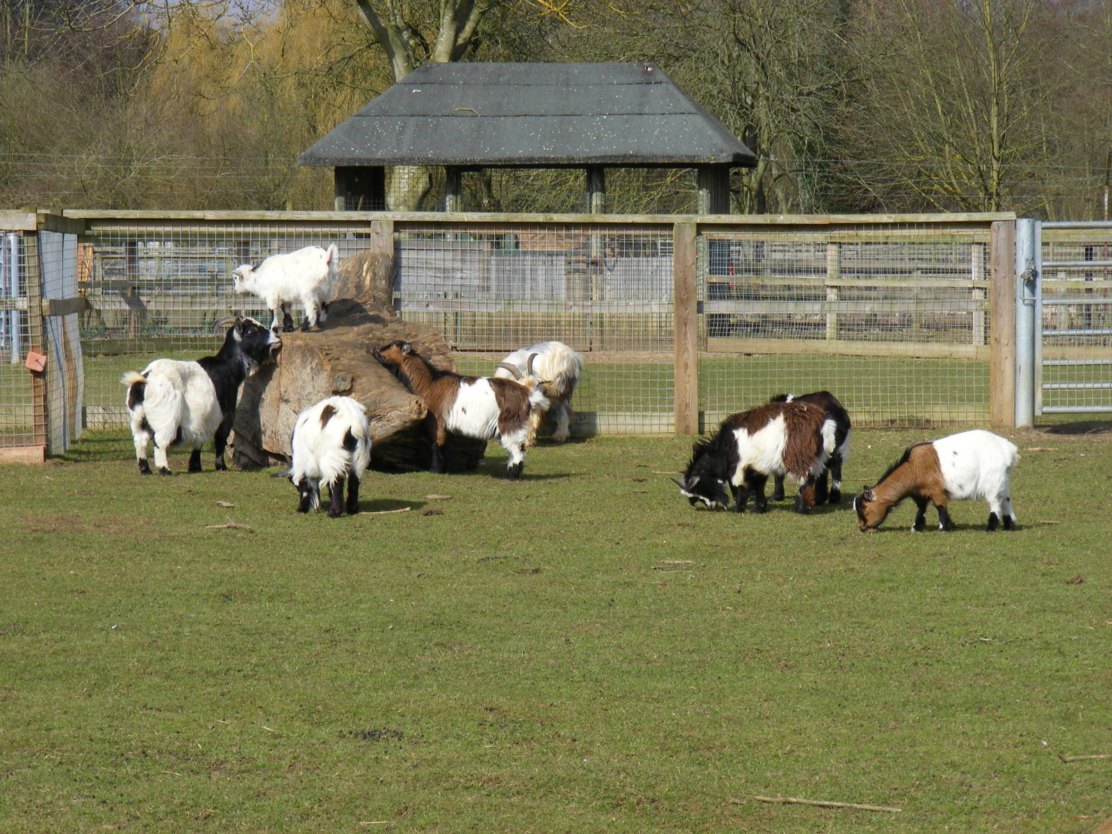Pygmy goats at Beale Park, 13th March 2010
