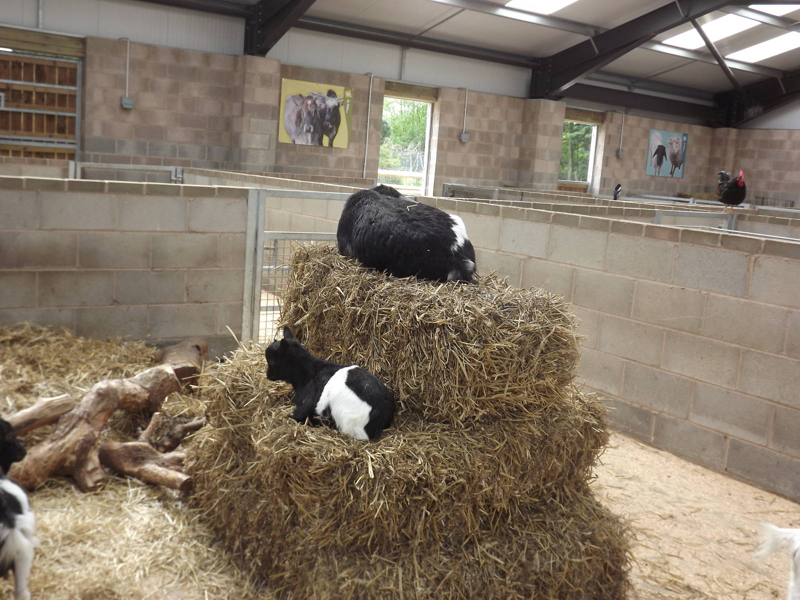 Pygmy Goats at Blackpool Zoo 19/05/12
