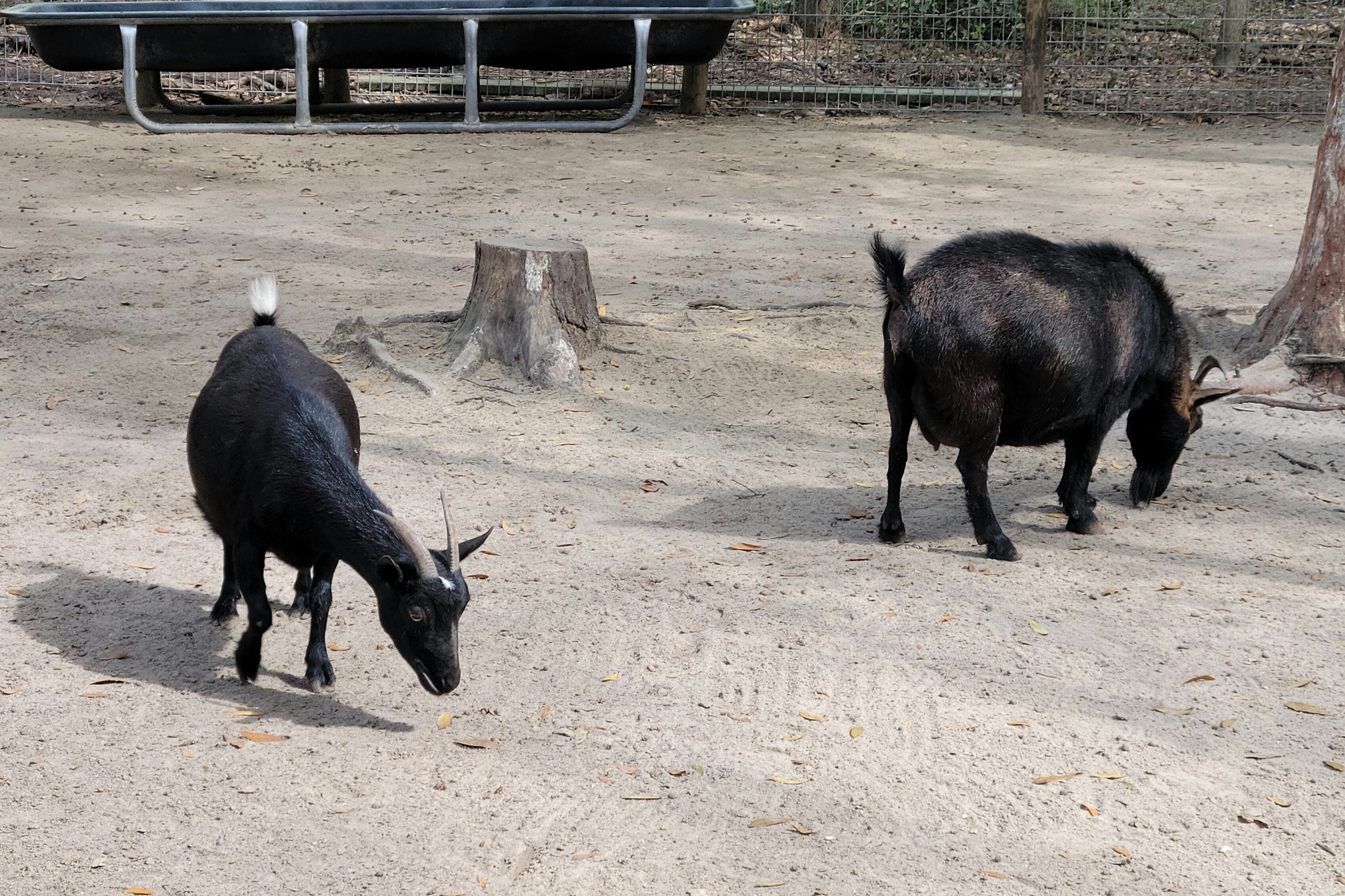 Pygmy goats - Bee City Zoo - March 2025