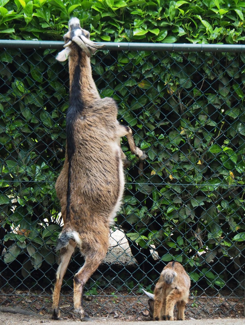 Pygmy goats (Capra aegagrus hircus), 2019-05-25