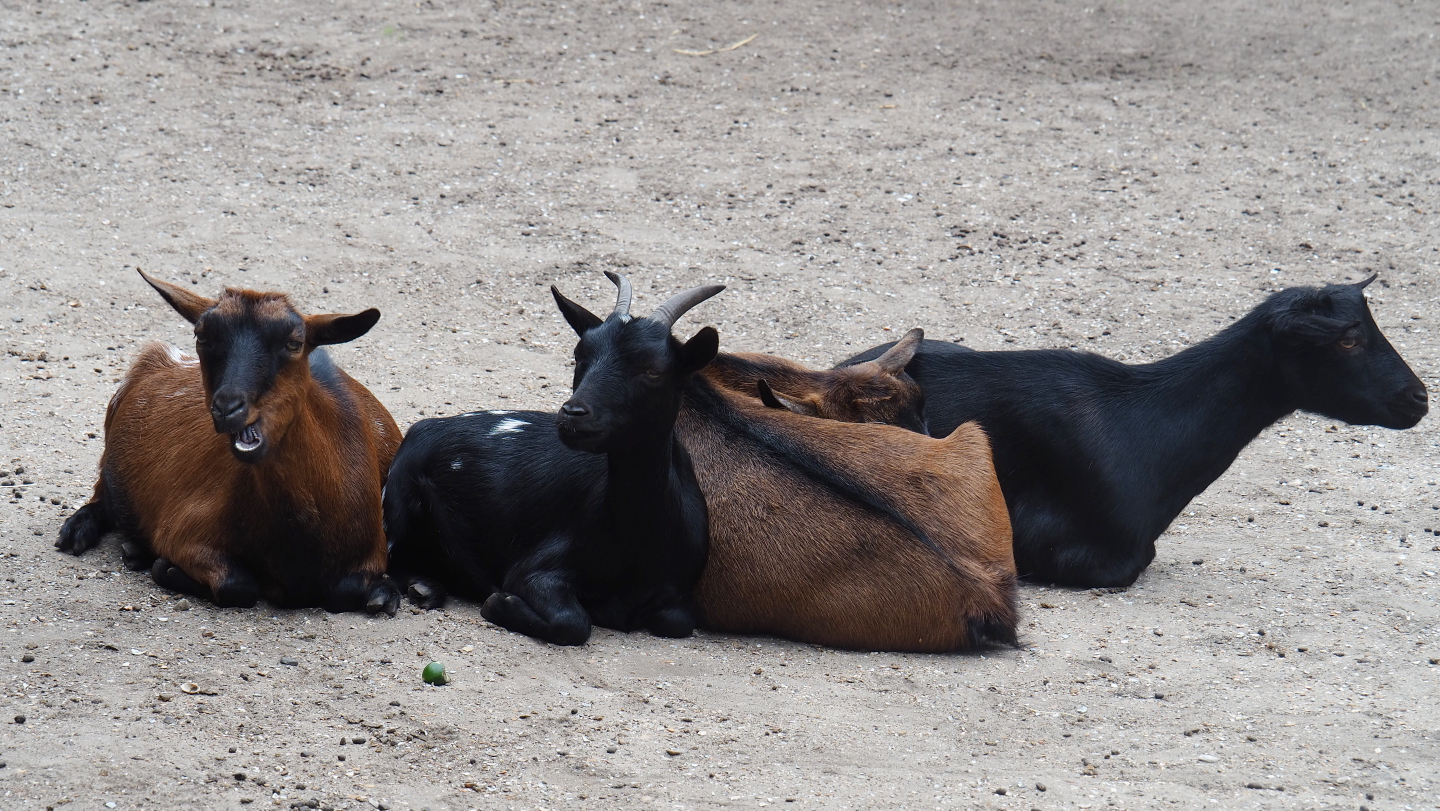 Pygmy goats (Capra aegagrus hircus), 2019-08-11