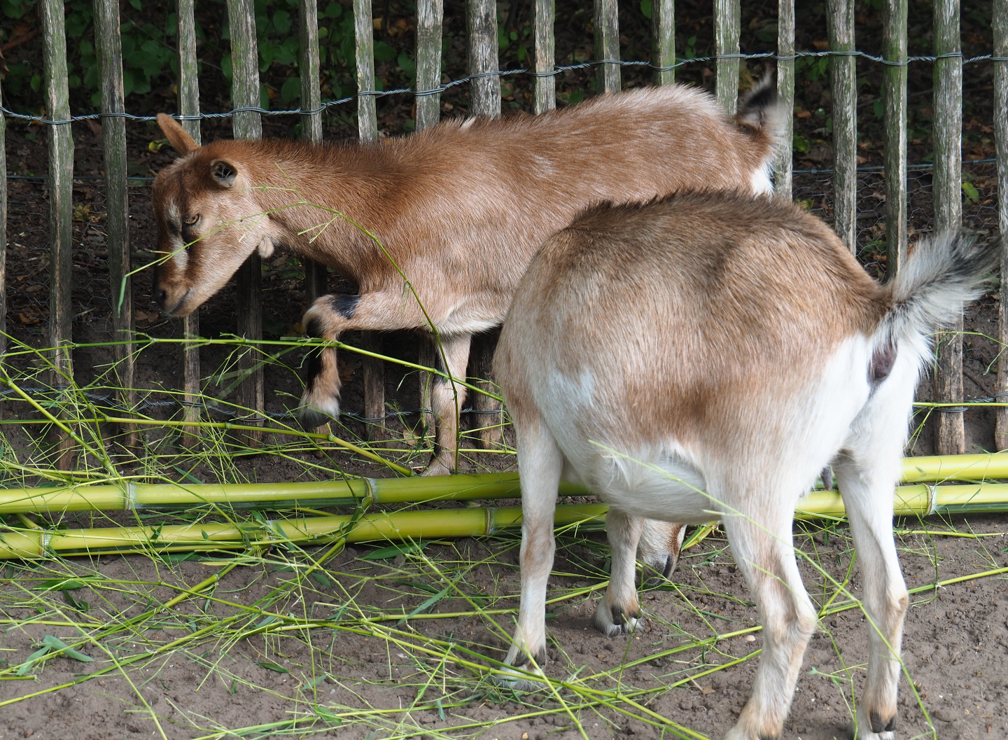 Pygmy goats (Capra aegagrus hircus) chewing on bamboo, 2019-08-11