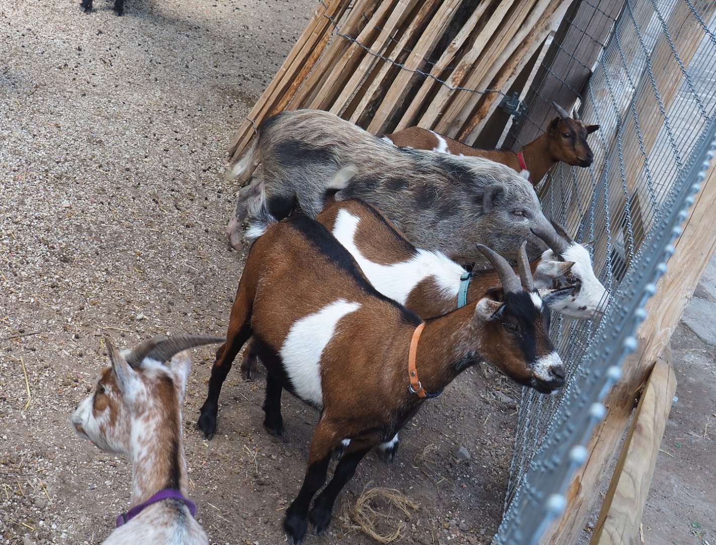 Pygmy goats (Capra hircus) and Mini pig (Sus domesticus), 2022-06-28