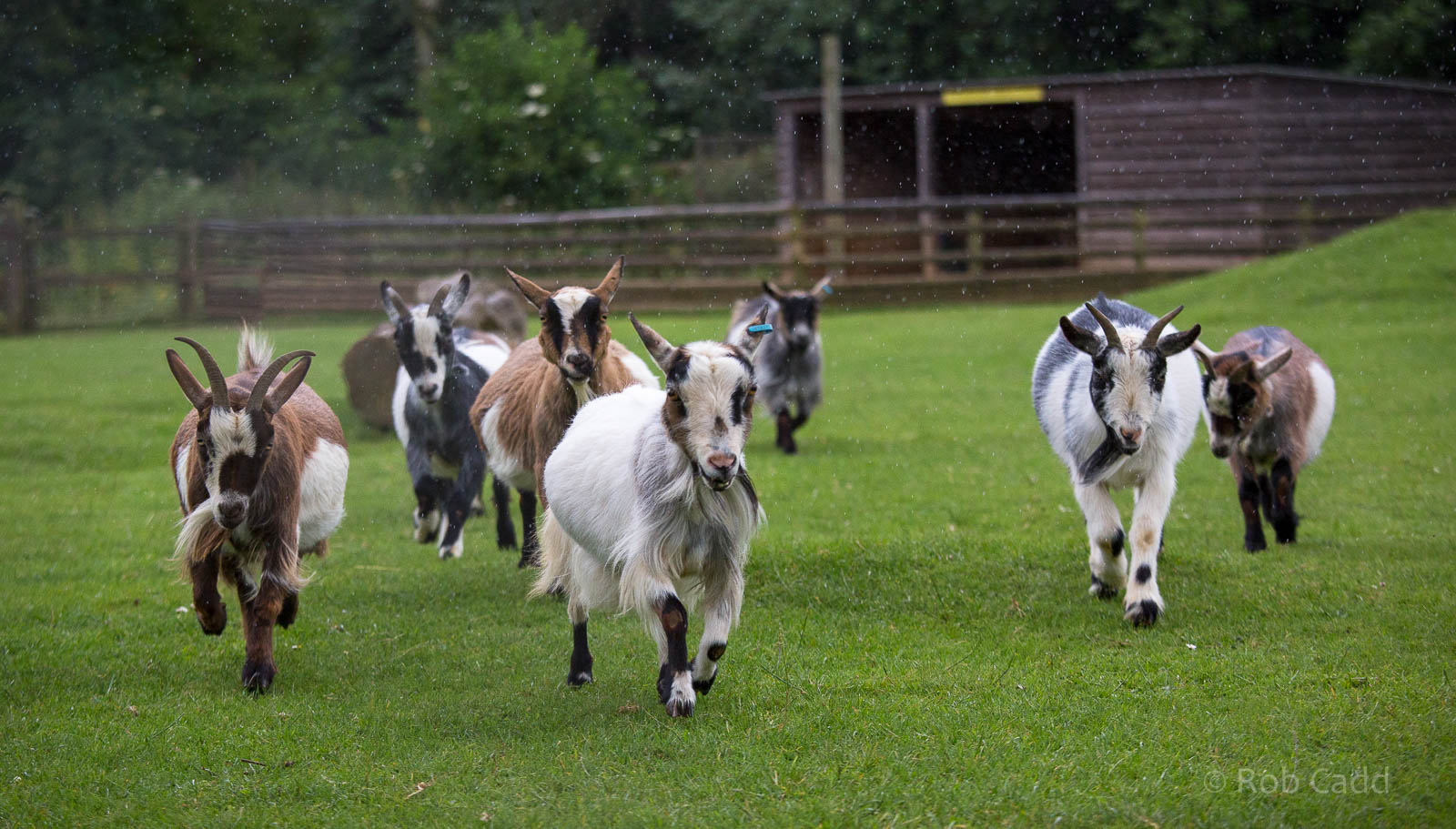 Pygmy goats : Cotswold WP : 27 Jun 2014