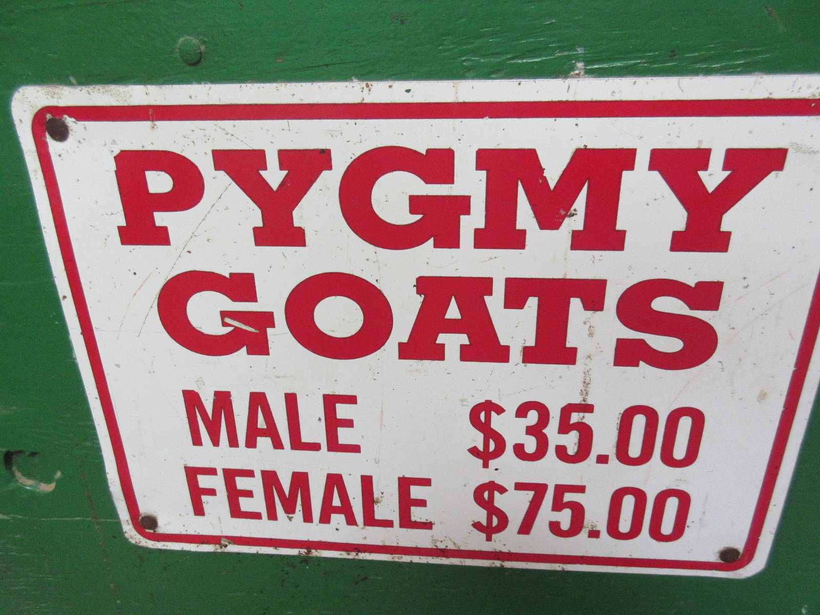Pygmy Goats - For Sale!