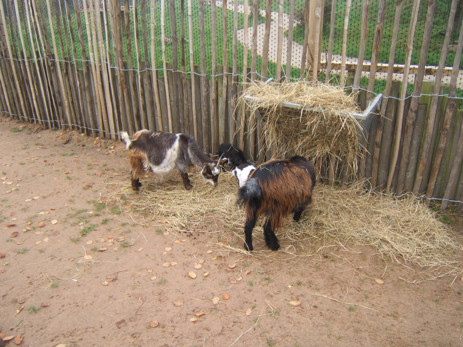 Pygmy Goats in African Village encounter