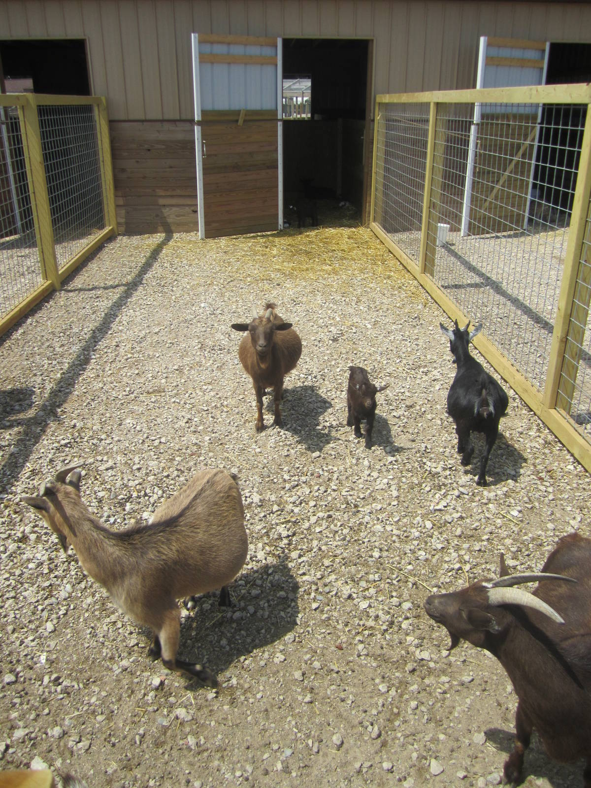 Pygmy Goats