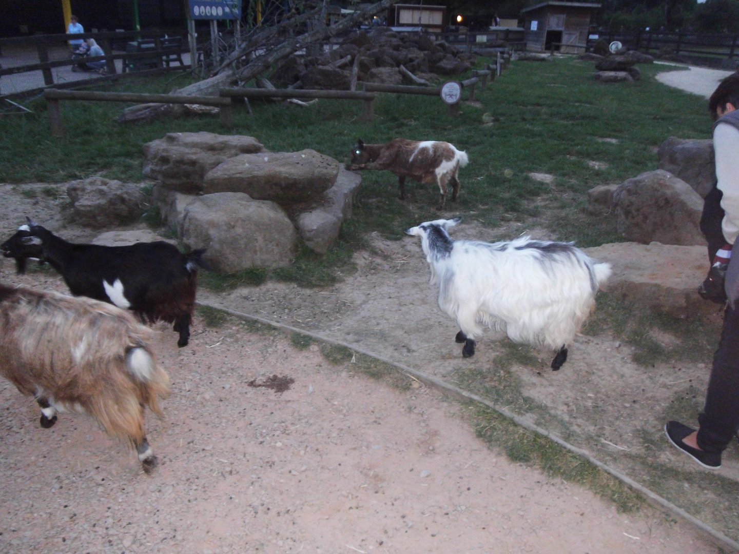 Pygmy Goats