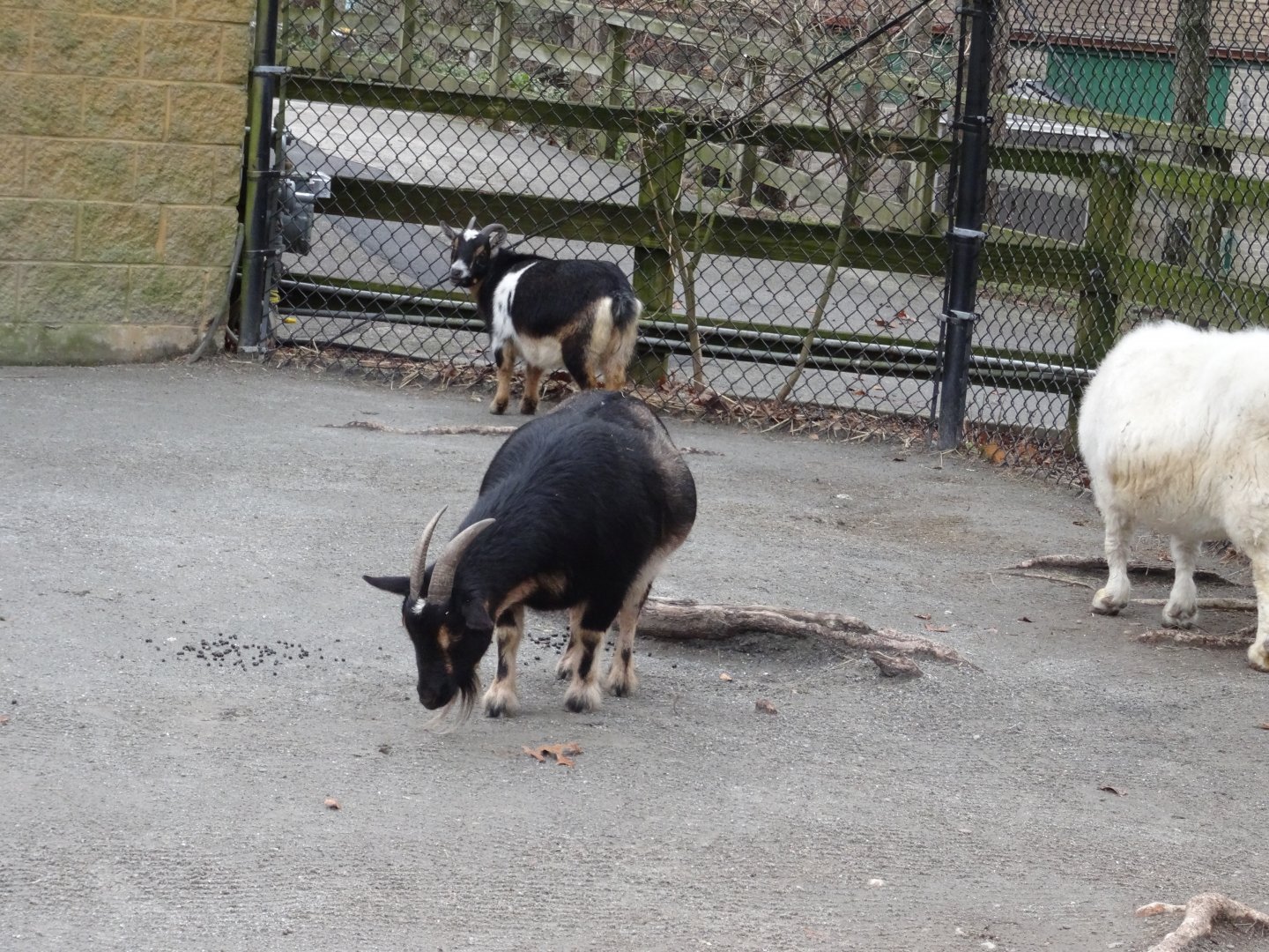 Pygmy Goats