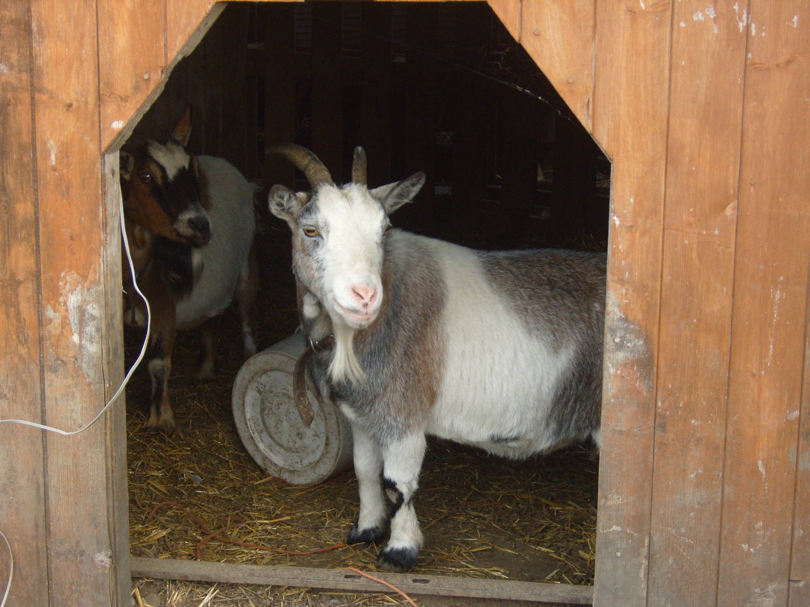 Pygmy goats