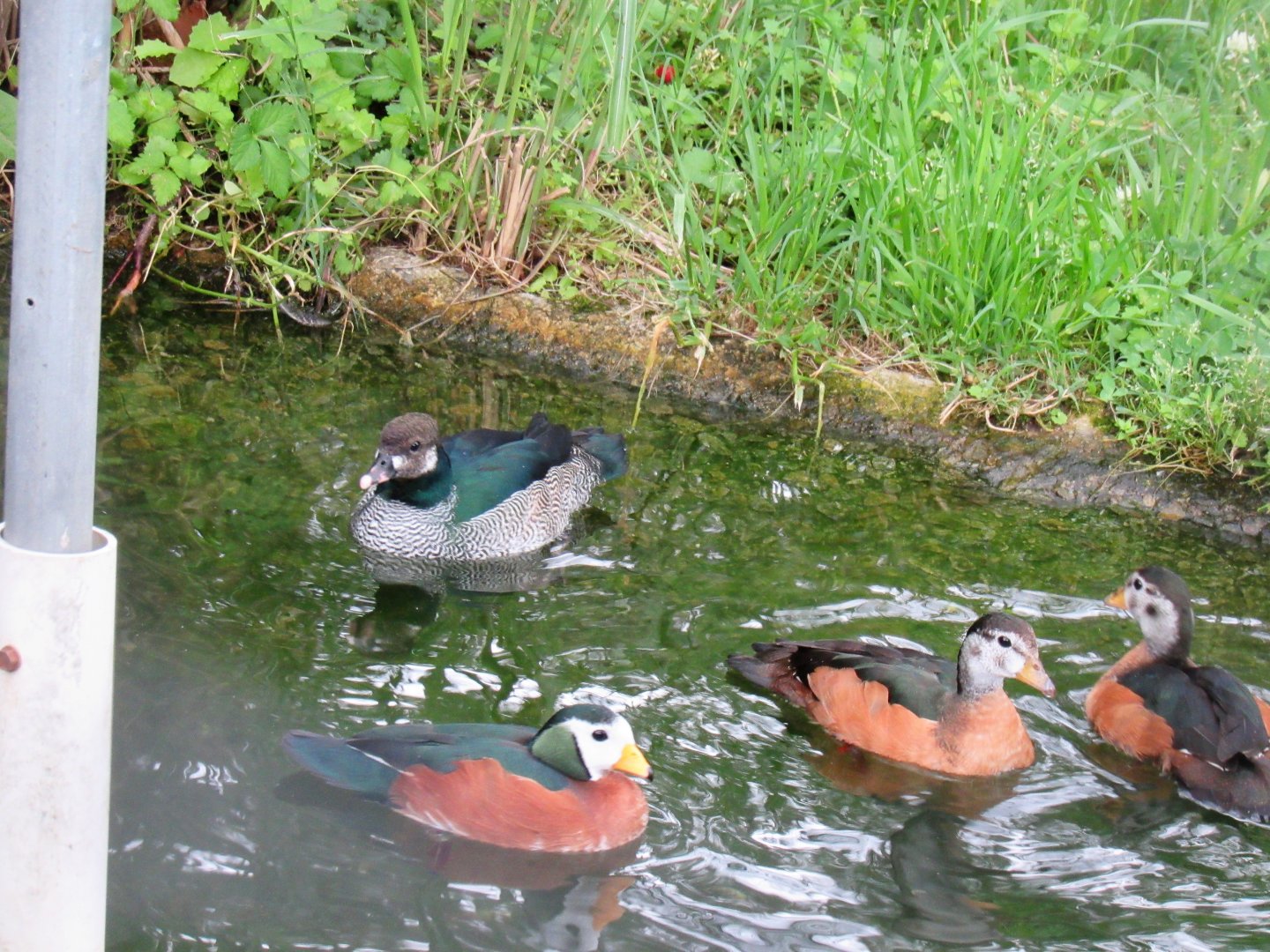 Pygmy-goose aviary