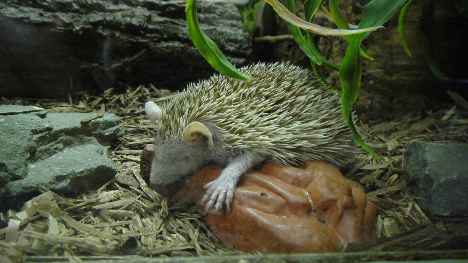 Pygmy hedgehog tenrec at Philadelphia zoo 2015-03-08