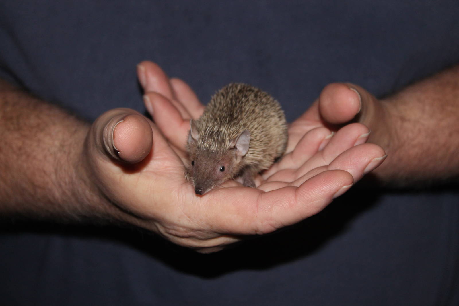 Pygmy Hedgehog Tenrec (Echinops telfairi) 25 November 2012
