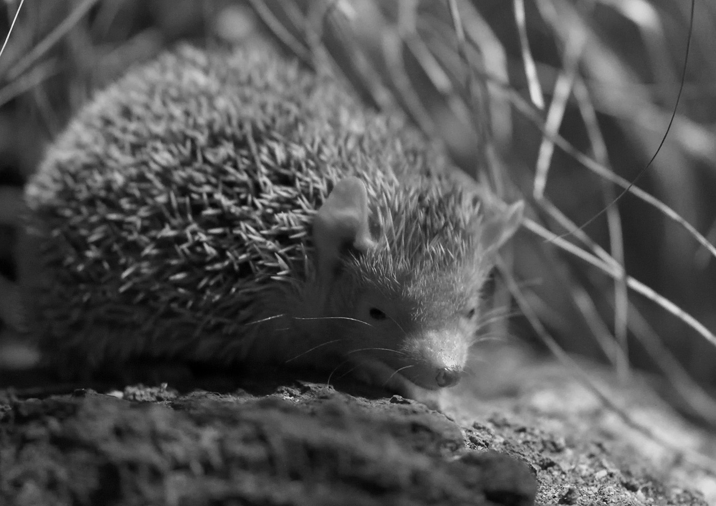Pygmy hedgehog tenrec