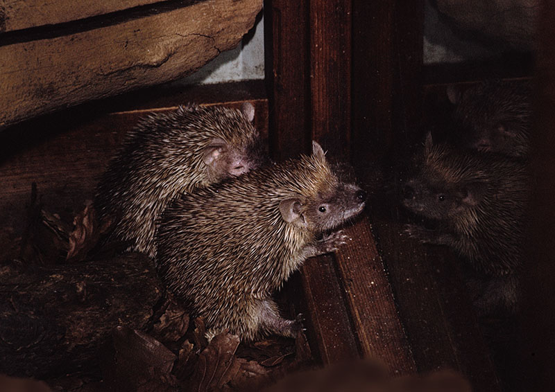 Pygmy hedgehog tenrecs 1974