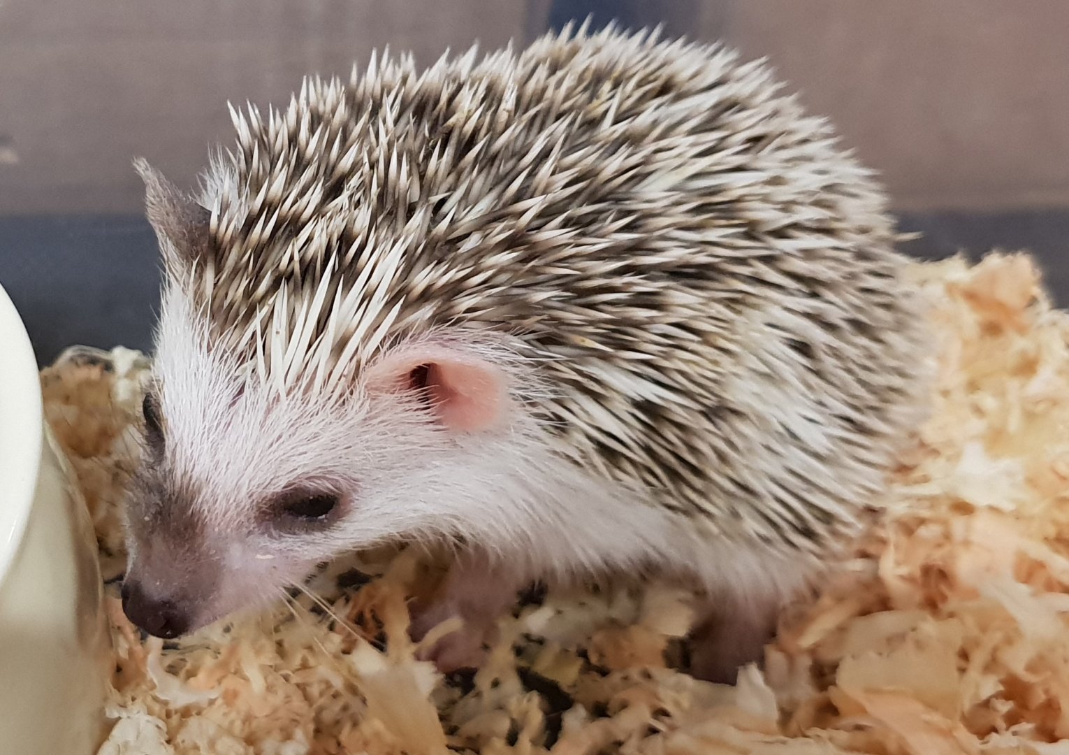 Pygmy hedghog