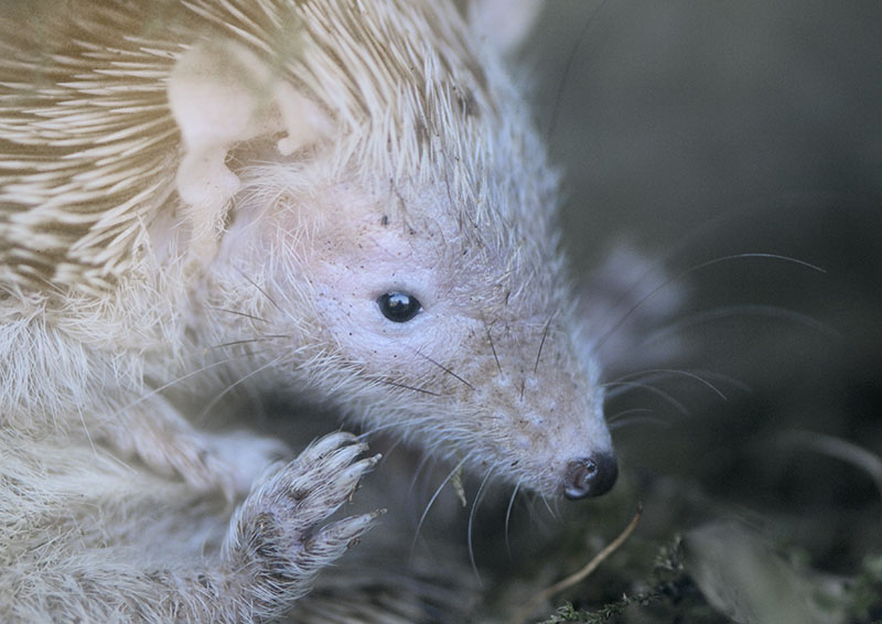 Pygmy hegehog tenrec