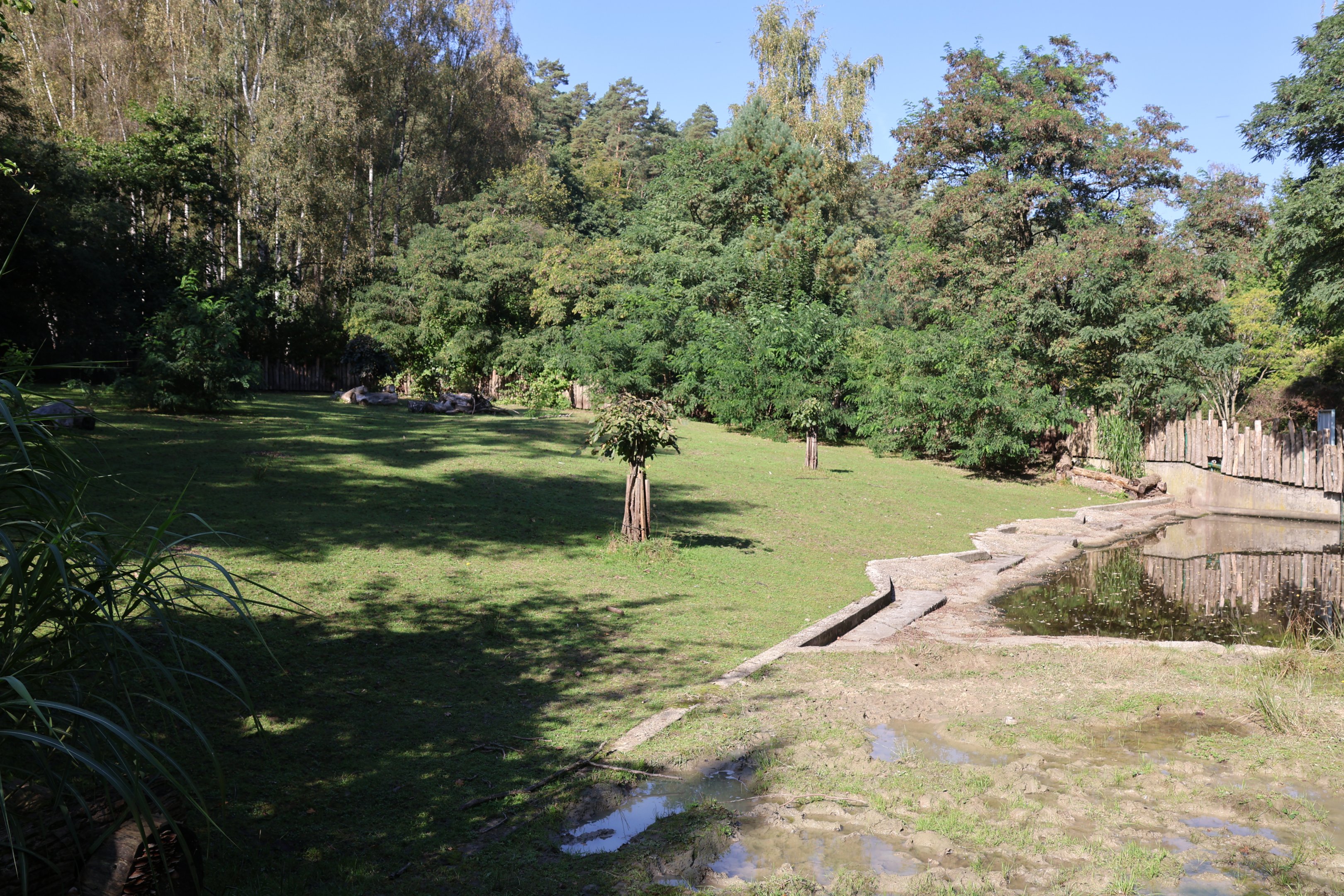 Pygmy Hipp (Choeropsis liberiensis liberiensis)