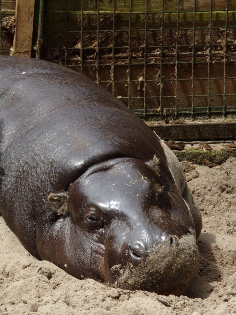 Pygmy hippo 15.7.24