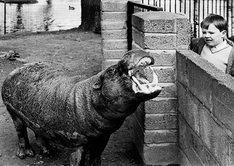 Pygmy hippo 1972
