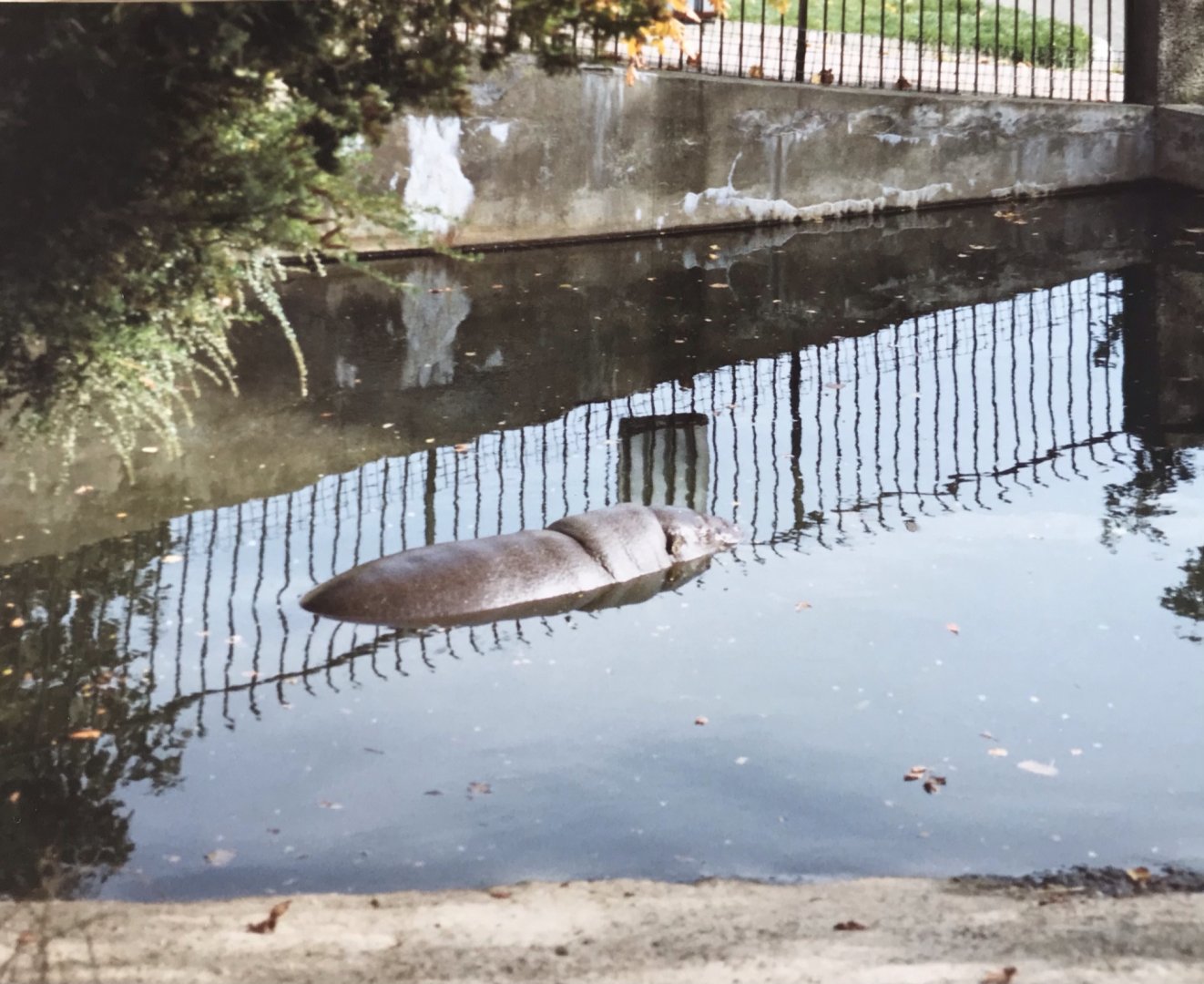 Pygmy hippo 1990s