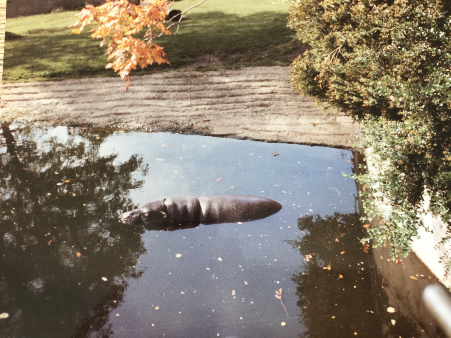 Pygmy hippo 1990s