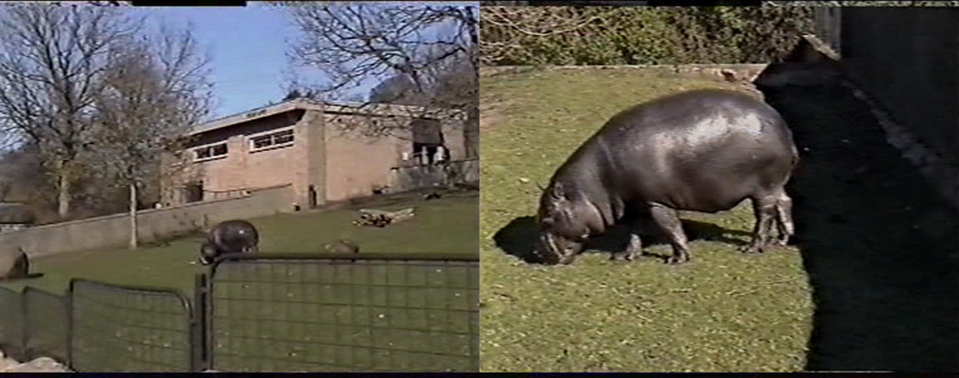 Pygmy Hippo (2002)