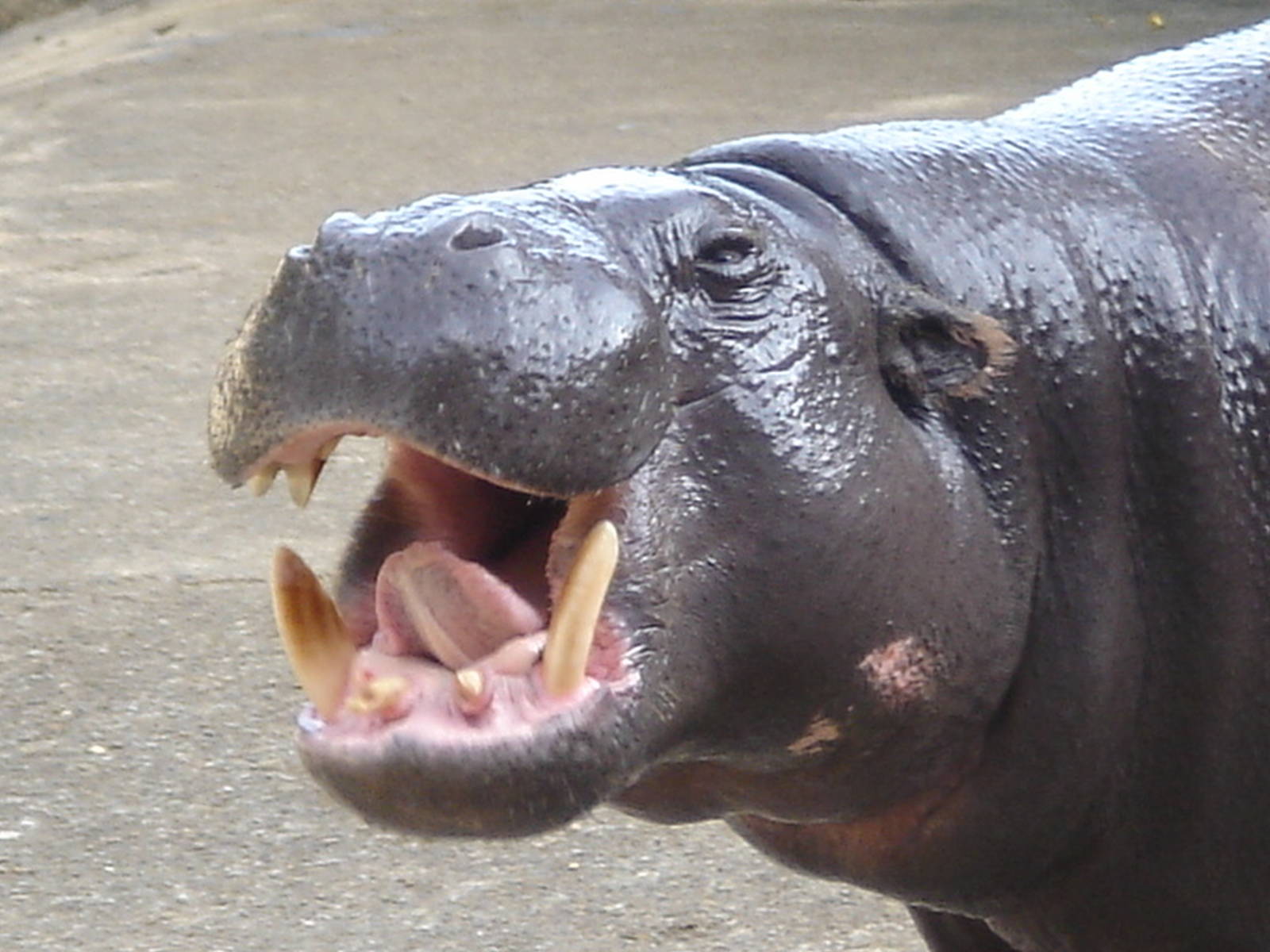 Pygmy Hippo 2009