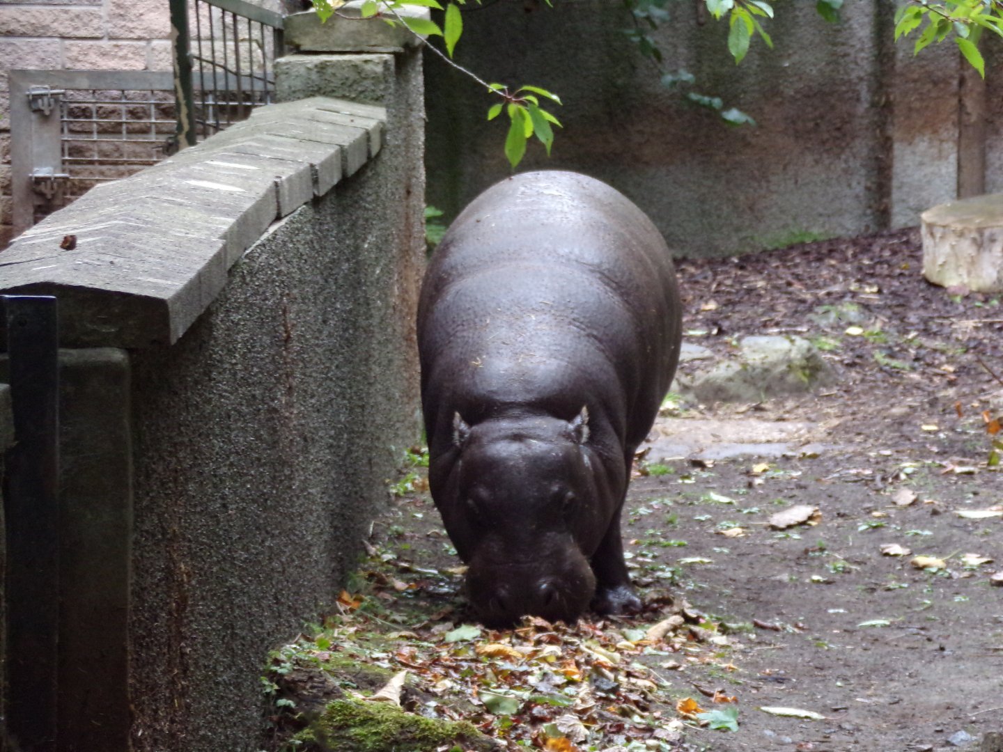 Pygmy hippo 25.8.24