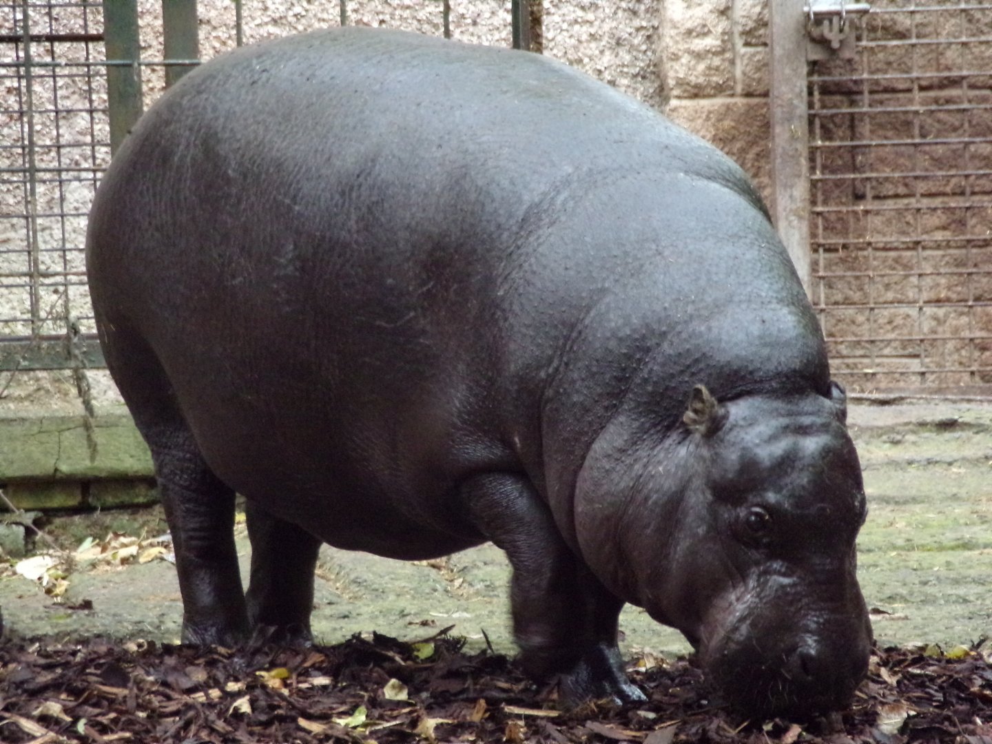 Pygmy hippo 25.8.24