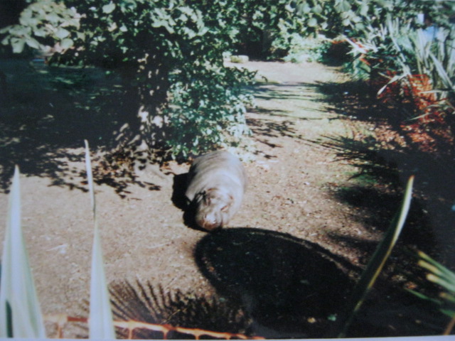 Pygmy Hippo 6/10/99.
