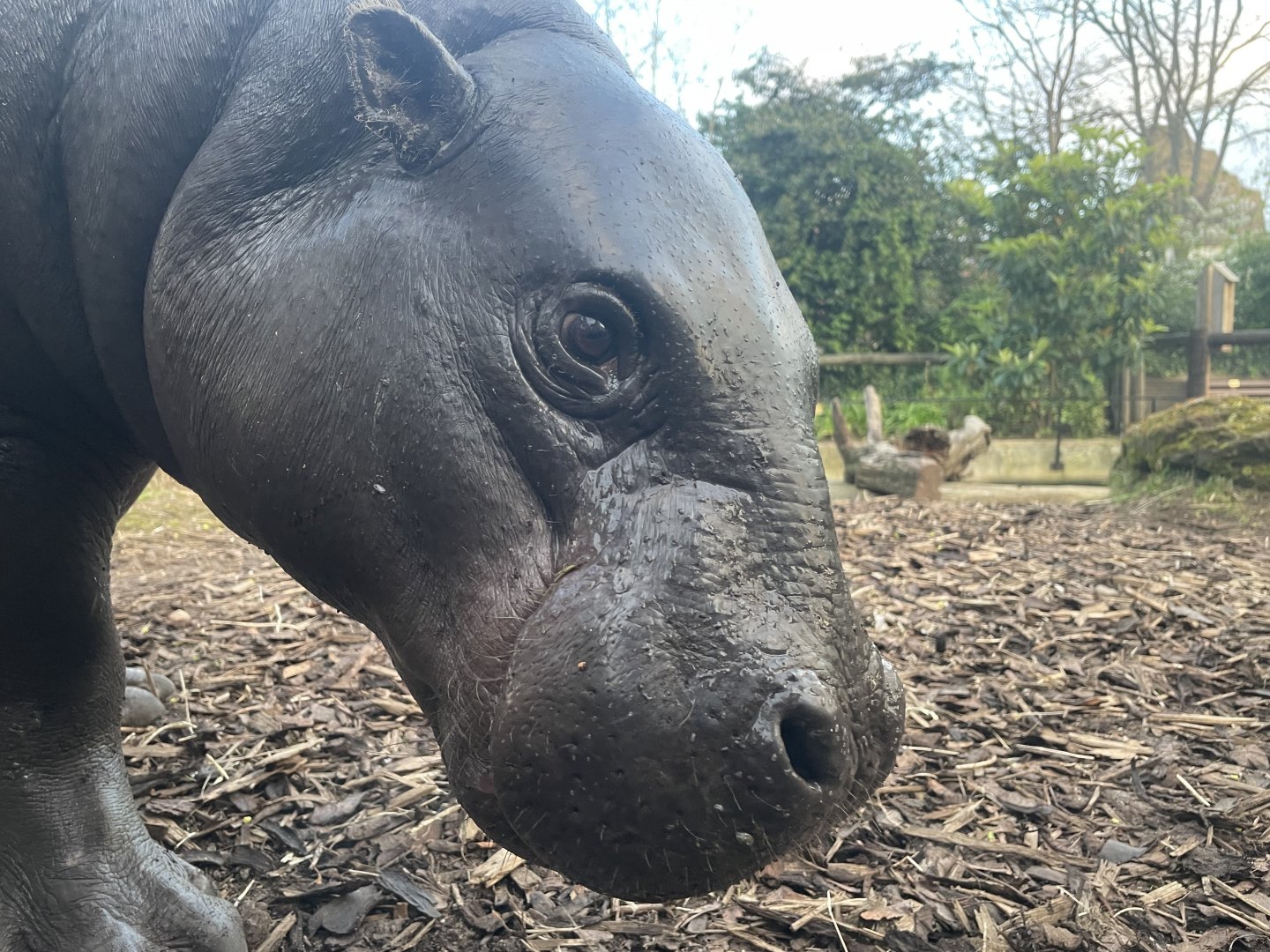 Pygmy Hippo, ‘Amara’