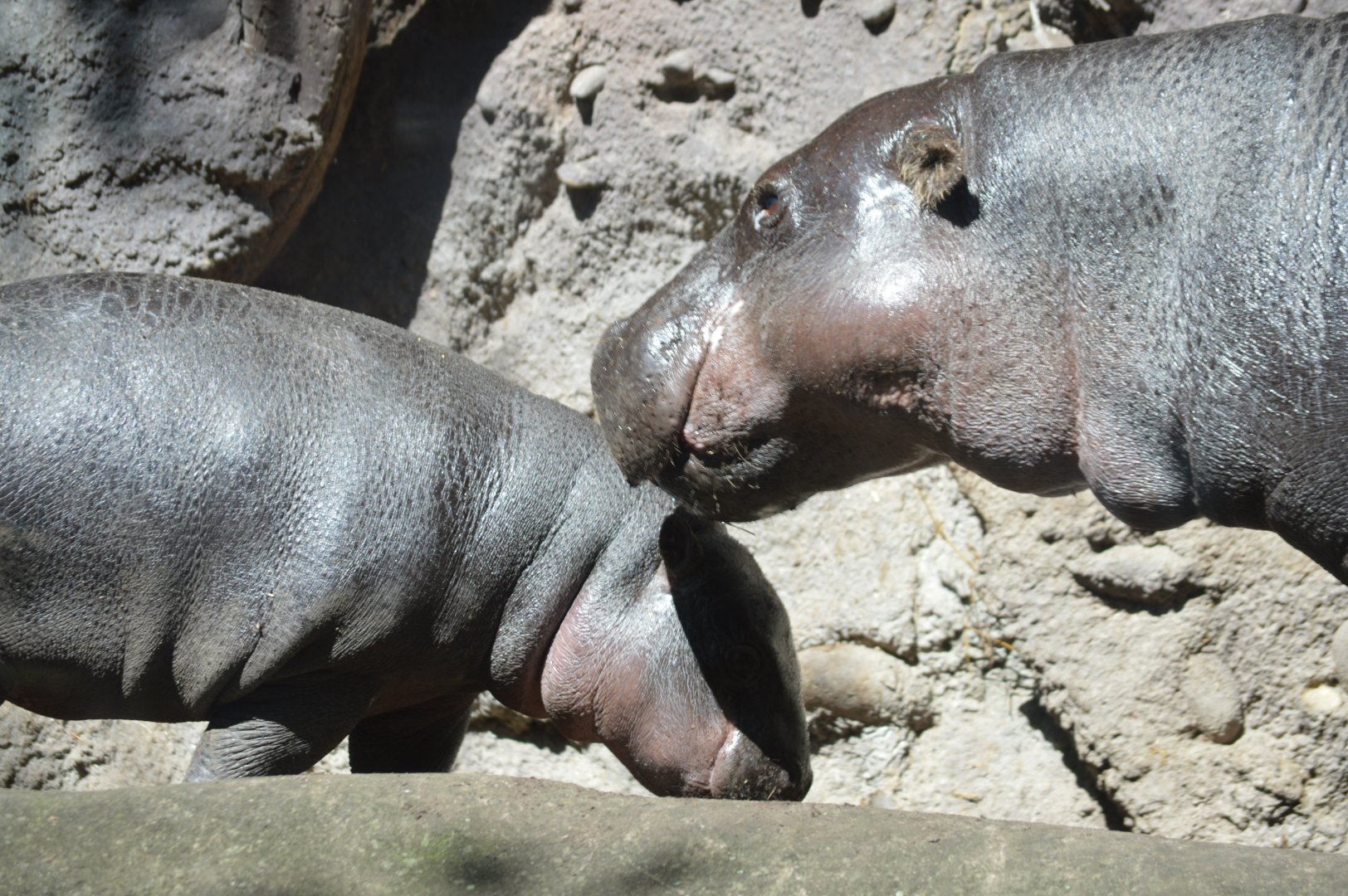 Pygmy Hippo and baby, October 2024