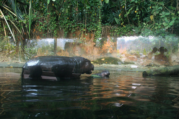 Pygmy Hippo and baby, Singapore Zoo