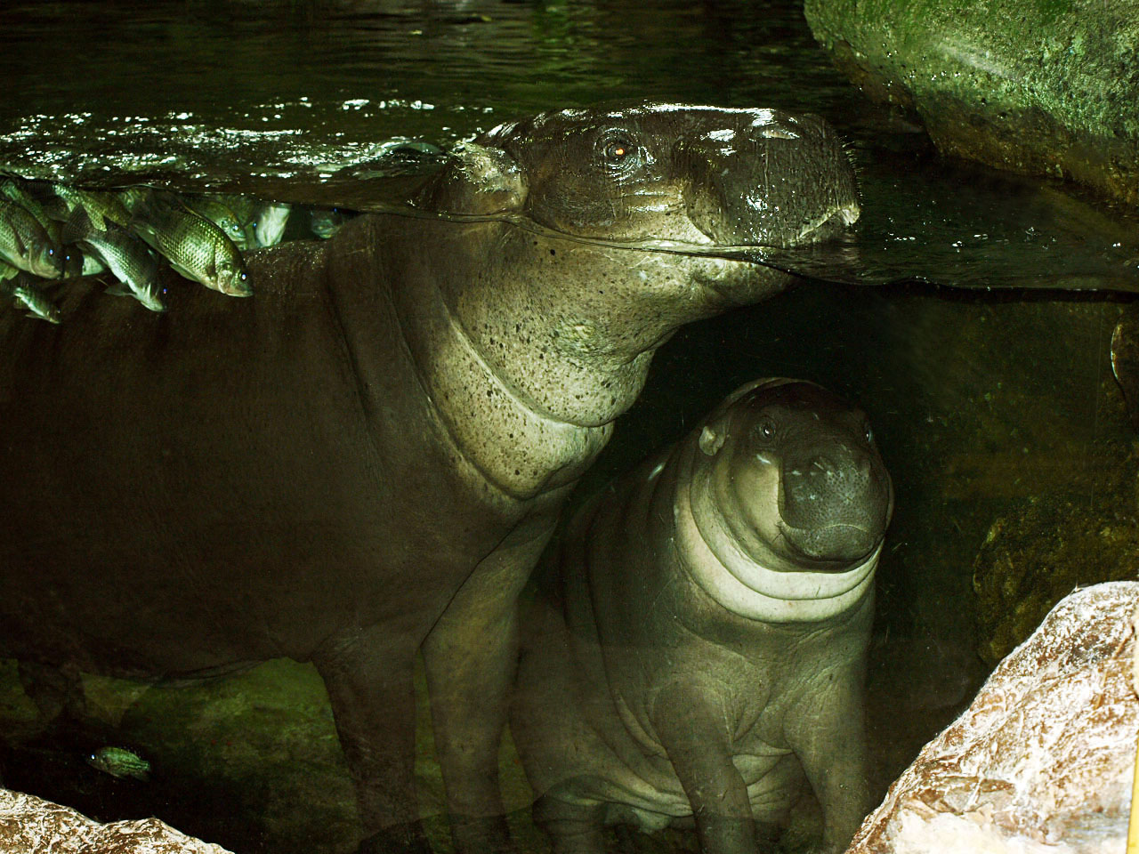 Pygmy hippo and calf