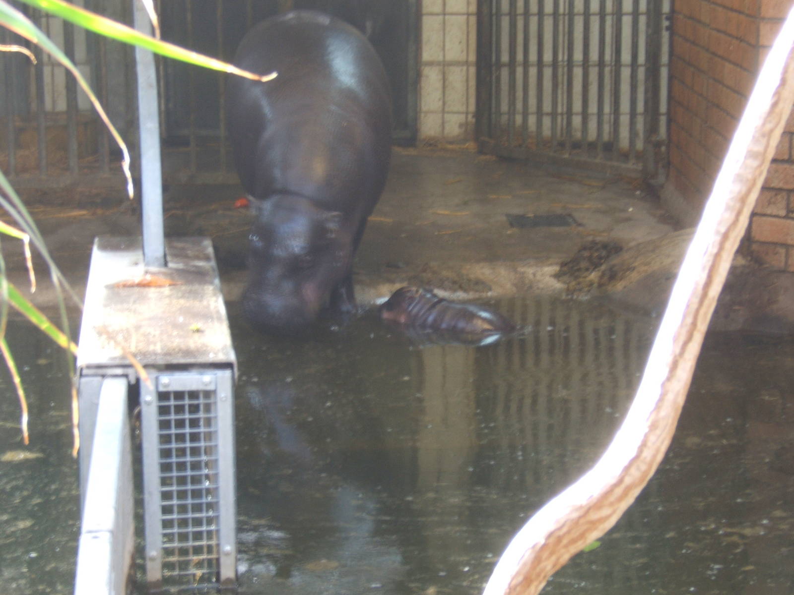 Pygmy Hippo and calf