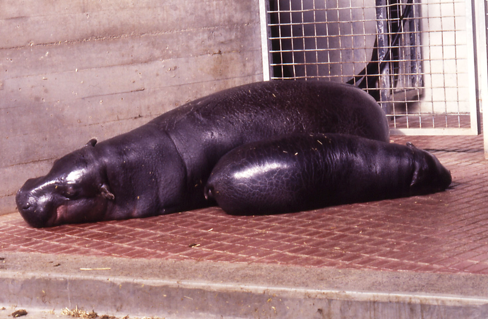 Pygmy Hippo and calf