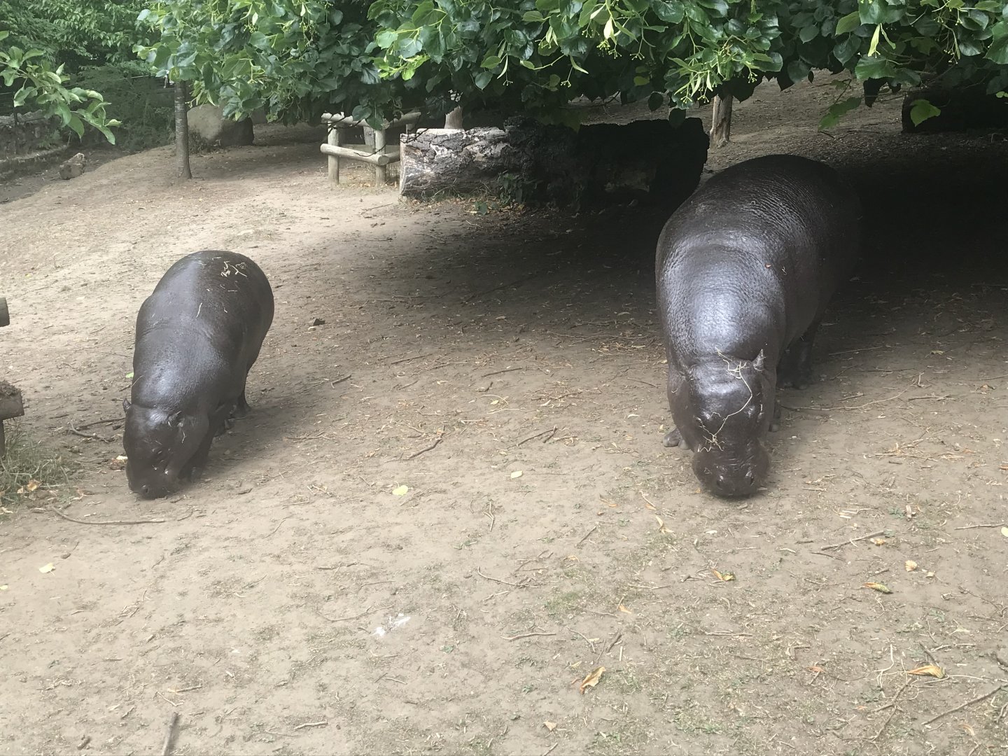 Pygmy hippo and calf