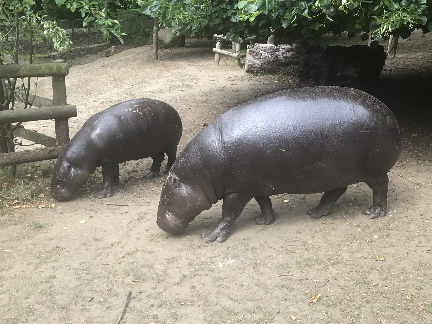 Pygmy hippo and calf