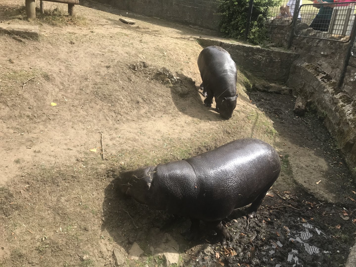 Pygmy hippo and calf
