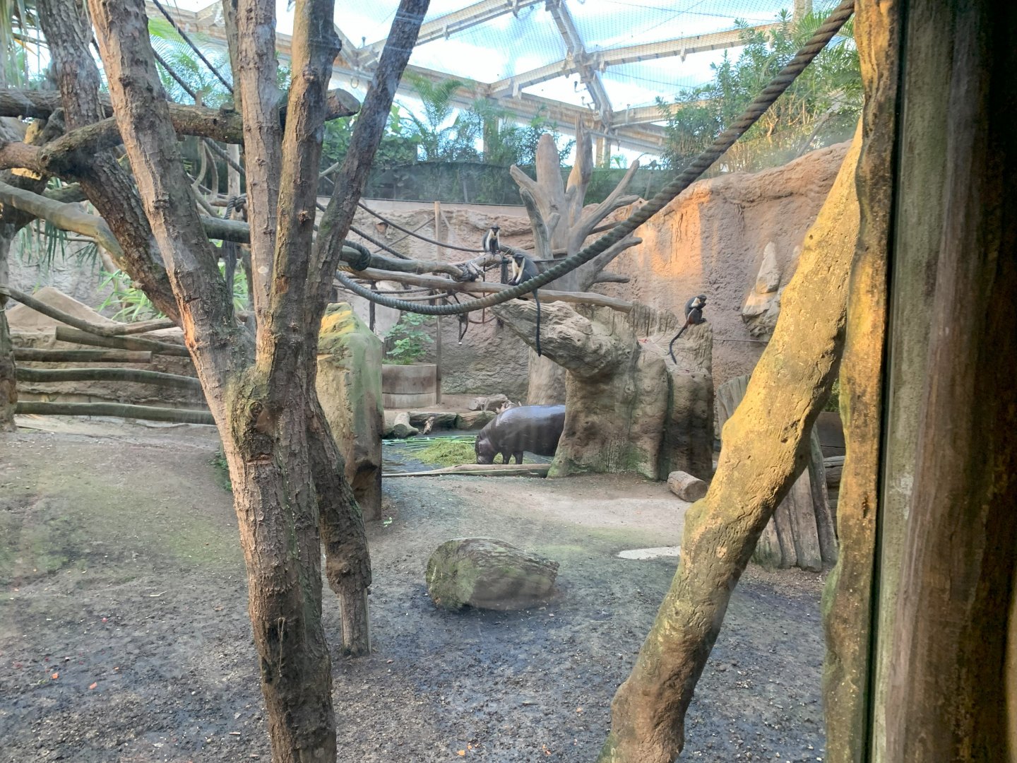Pygmy Hippo and Diana Monkey enclosure - Gondwanaland