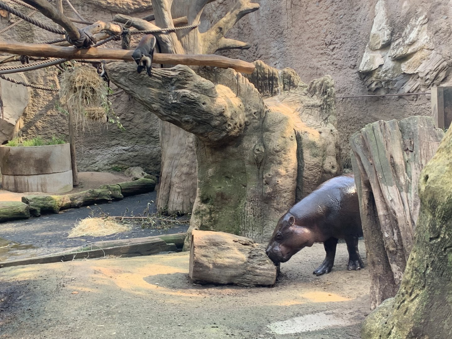 Pygmy hippo and diana monkey exhibit