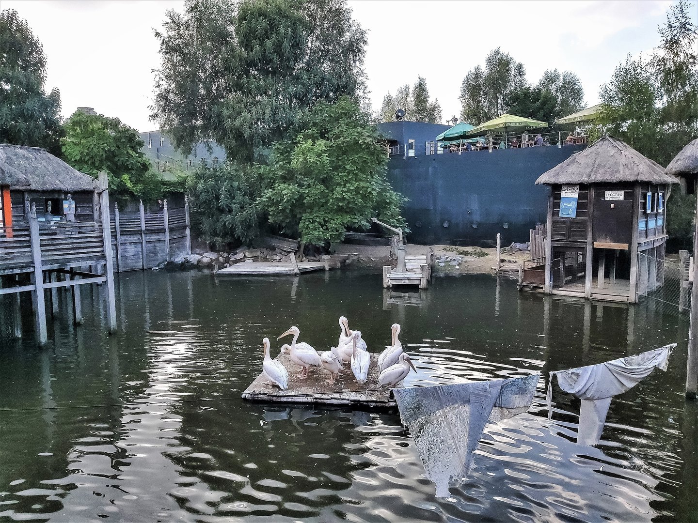Pygmy hippo and great white pelican enclosure