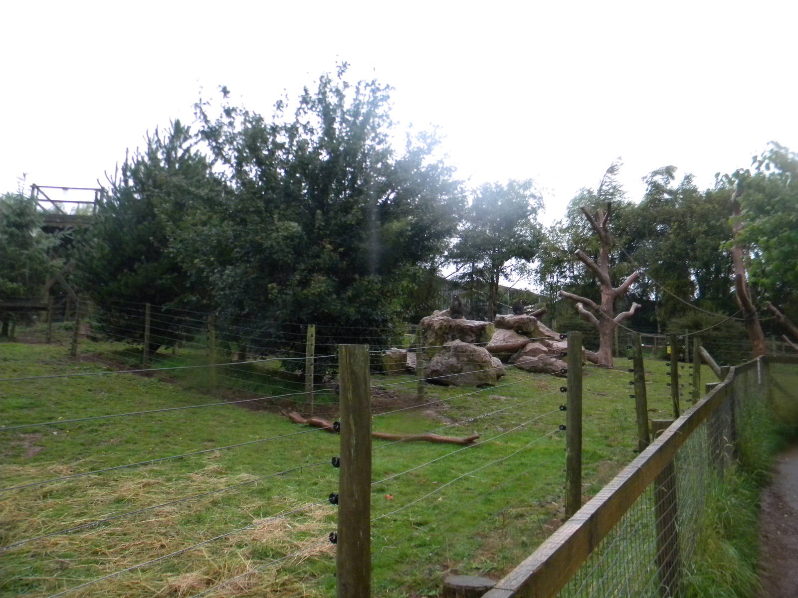 Pygmy Hippo and Mandrill enclosure at SLWAP 16/07/11