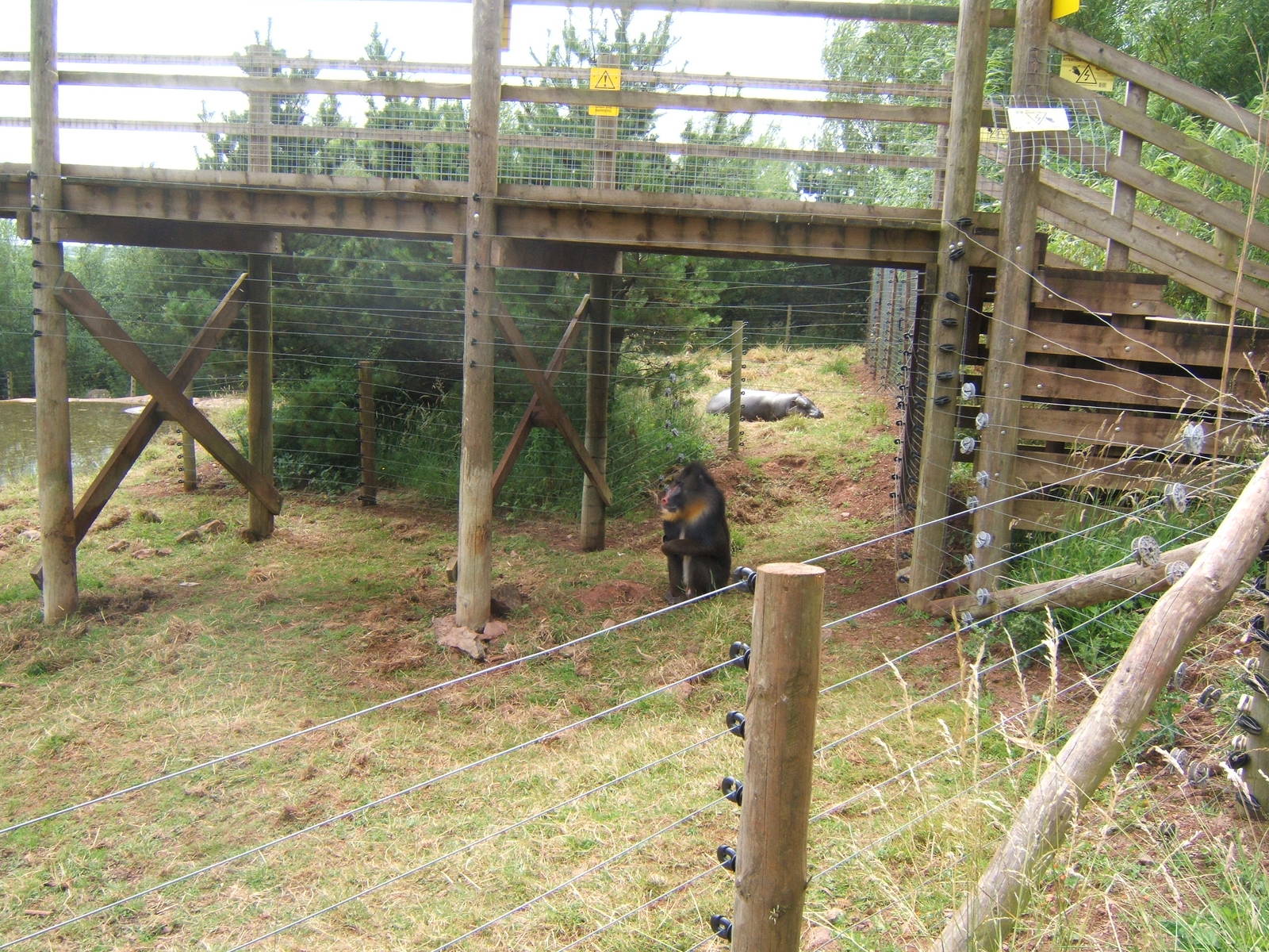 Pygmy Hippo and Mandrill