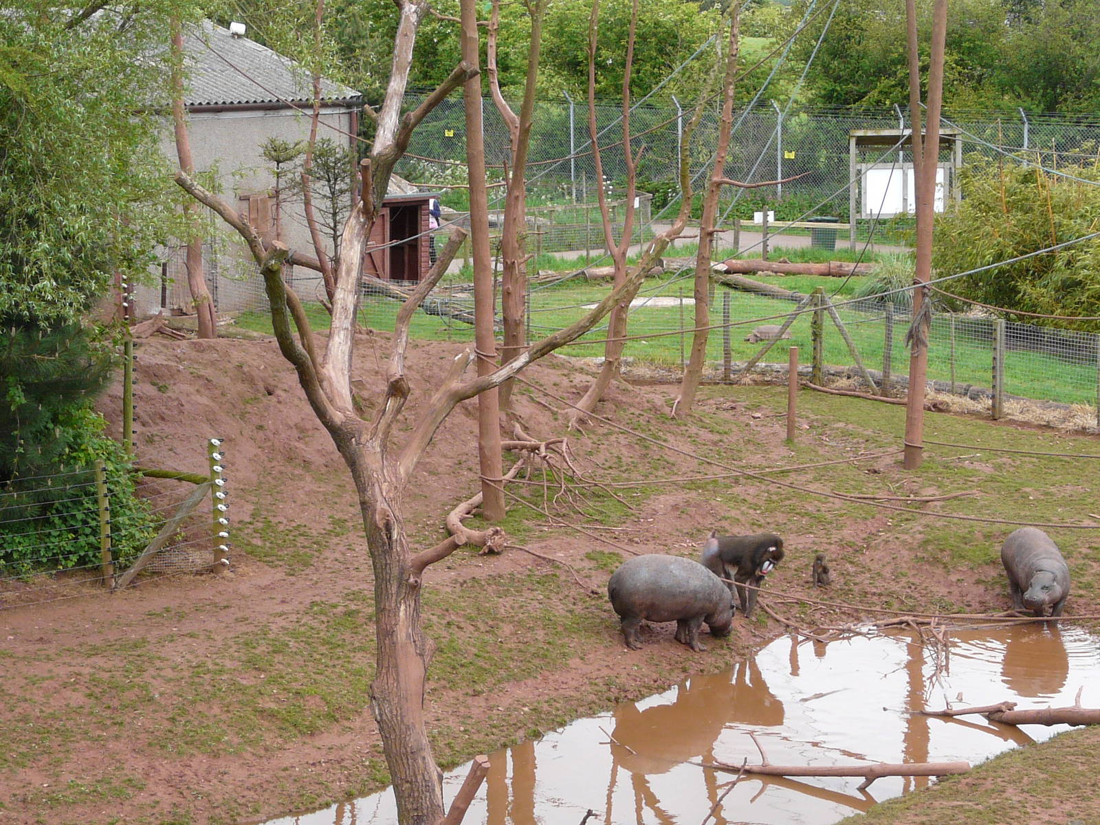 Pygmy hippo and mandrills