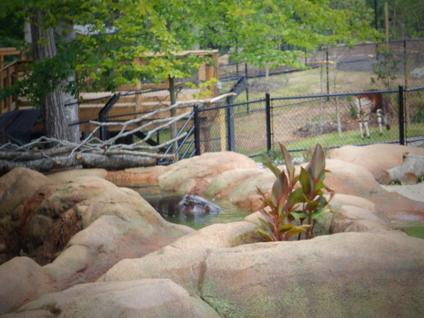 Pygmy Hippo and Okapi at the Greensboro Science Center