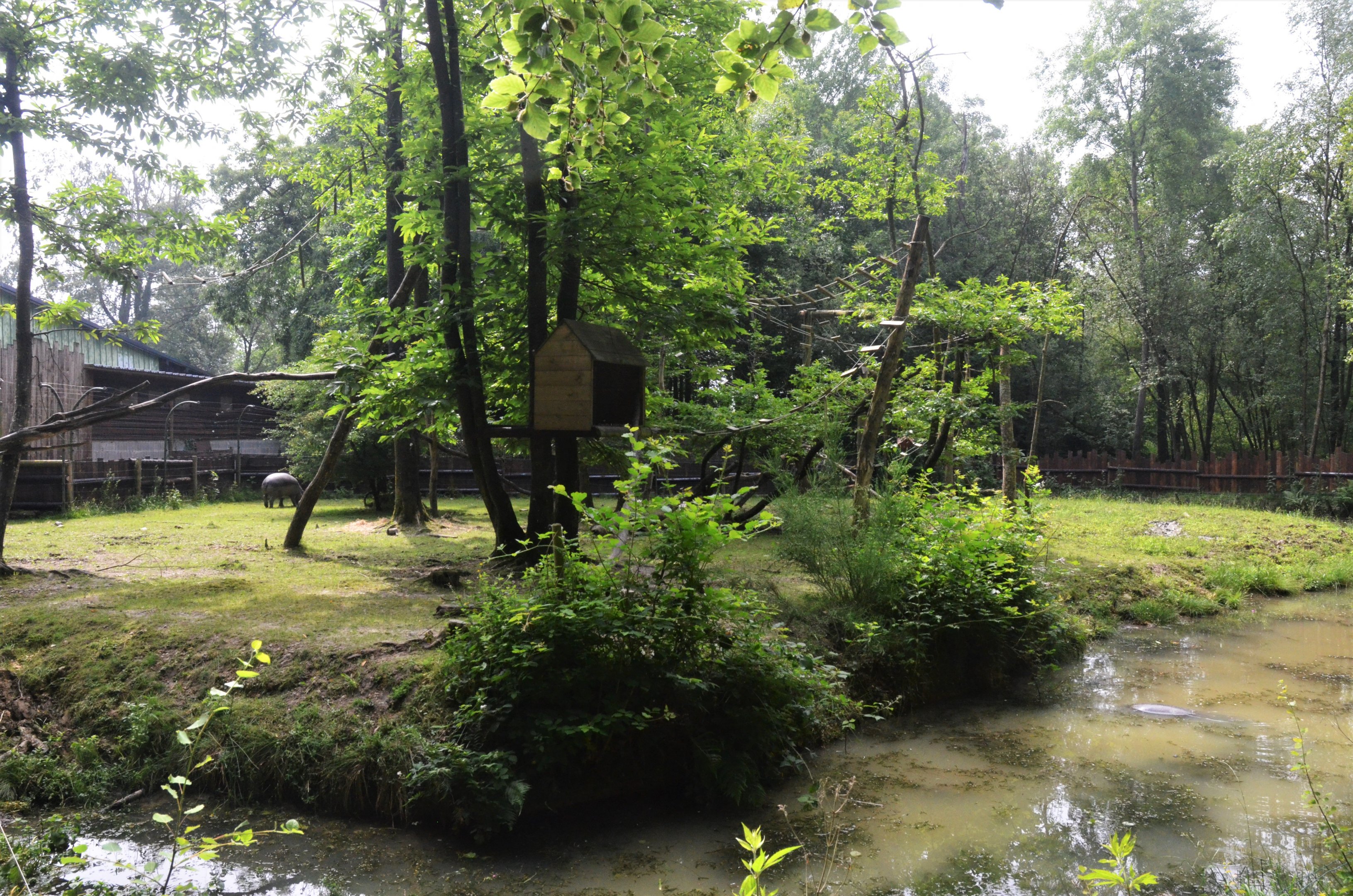 Pygmy Hippo and Roloway Guenon Enclosure at CERZA, 10/06/18