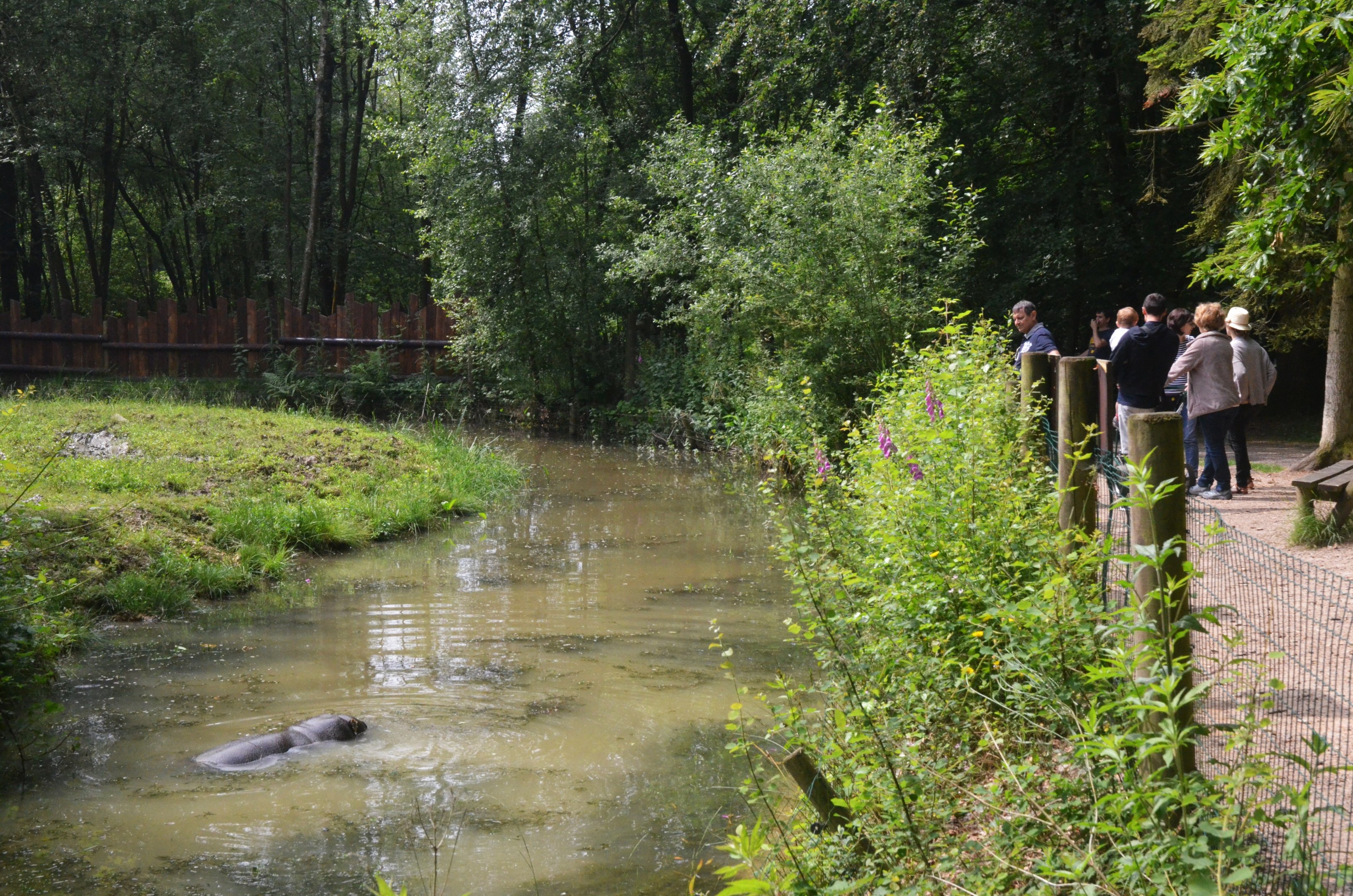 Pygmy Hippo and Roloway Guenon Enclosure at CERZA, 10/06/18